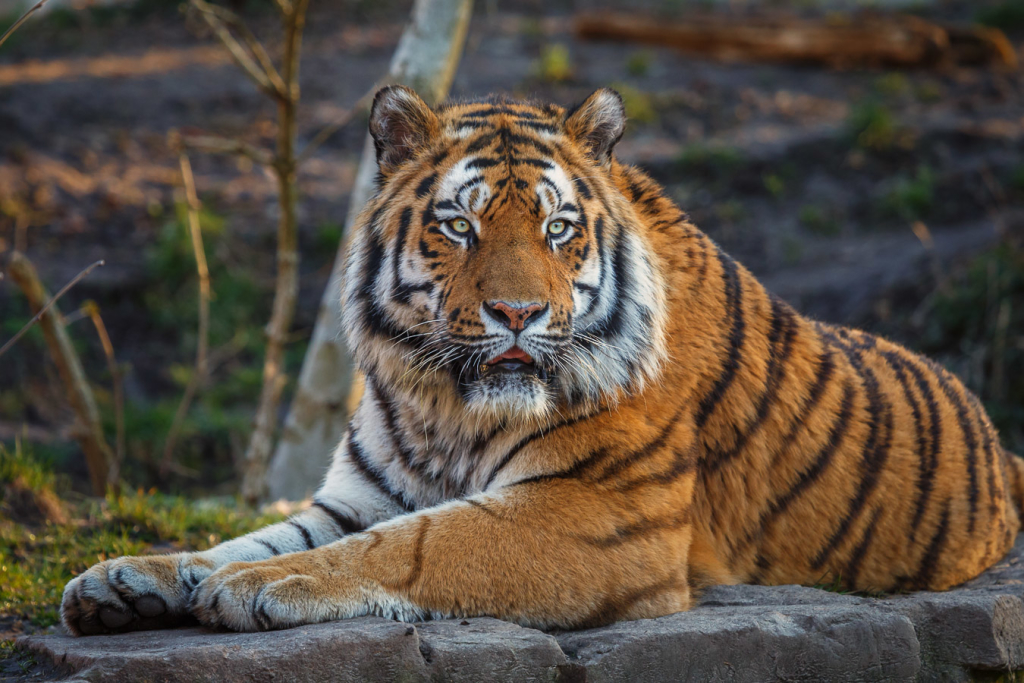 Sibirische Tiger im Zoo Aschersleben